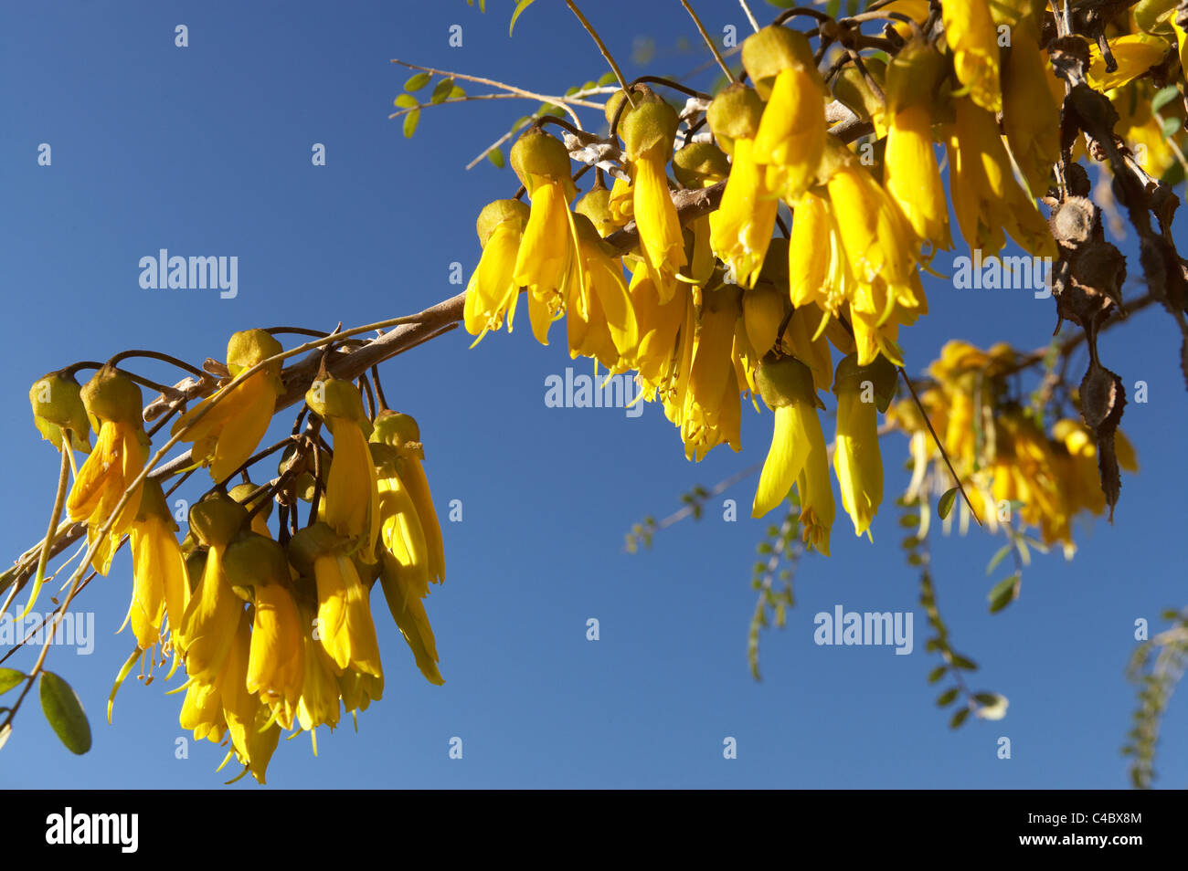Fleurs Kowhai, Sophora sp., Nouvelle-Zélande Banque D'Images