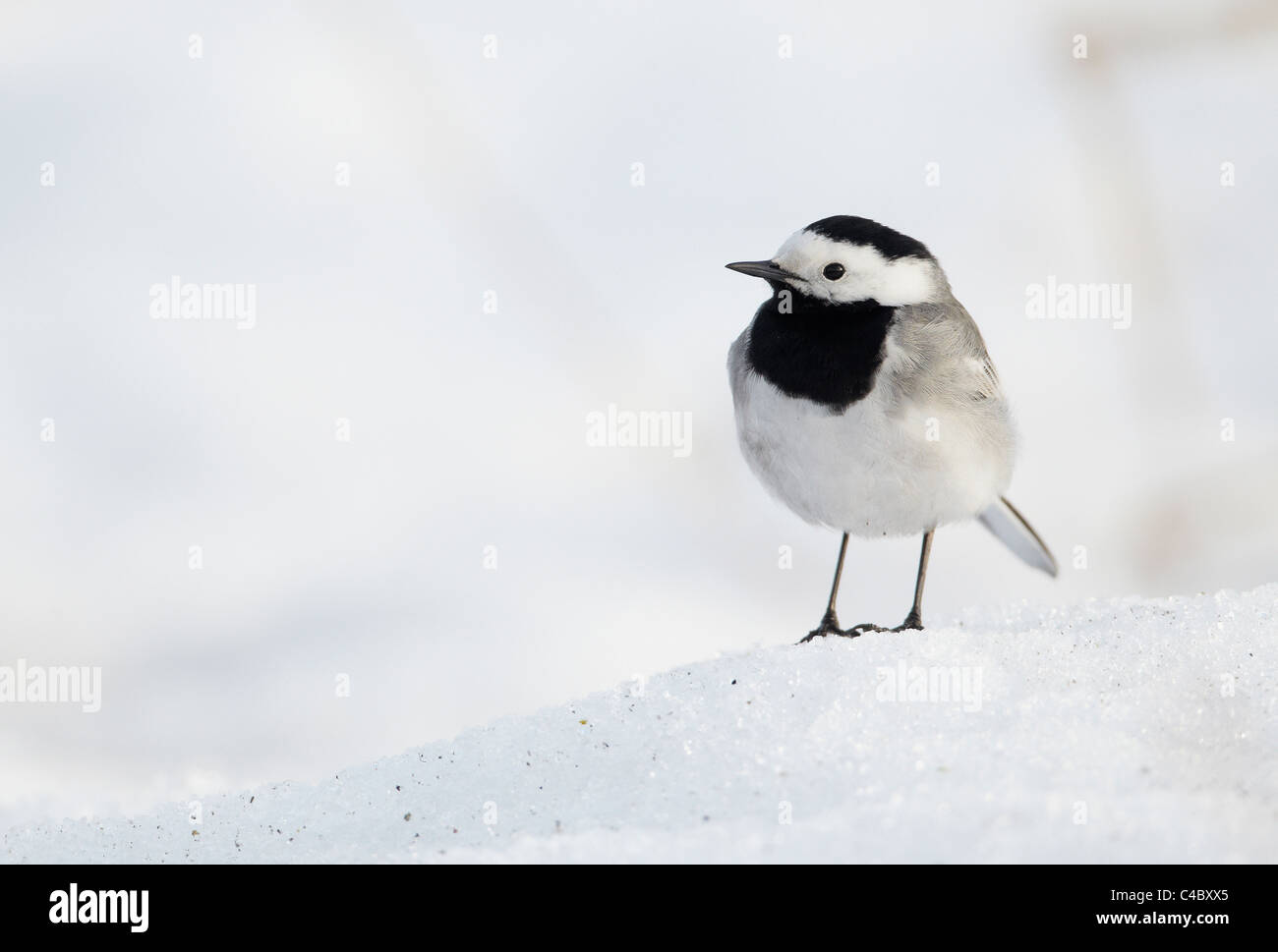 (Motacilla alba Bergeronnette pie) debout dans la neige Banque D'Images (Motacilla alba Bergeronnette pie) debout dans la neige Banque D'Images