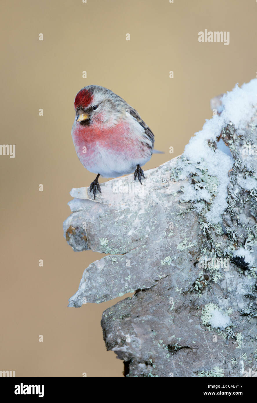 Sizerin flammé (Acanthis flammea Carduelis flammea,), mâle en plumage nuptial perché écorce recouverte de glace Banque D'Images Sizerin flammé (Acanthis flammea Carduelis flammea,), mâle en plumage nuptial perché écorce recouverte de glace Banque D'Images