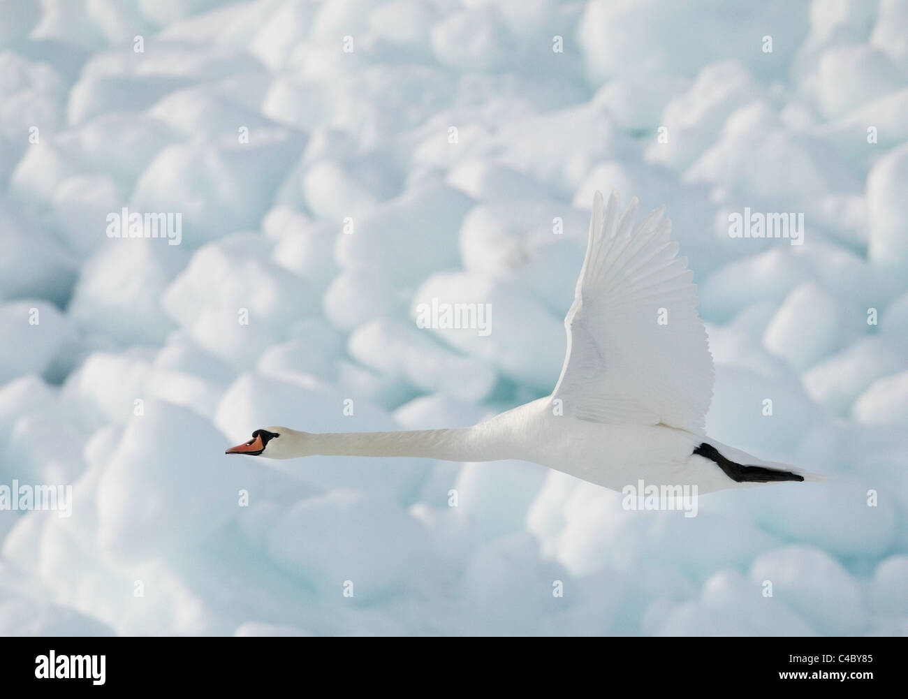 Mute Swan (Cygnus olor) en vol en face de la glace Banque D'Images Mute Swan (Cygnus olor) en vol en face de la glace Banque D'Images