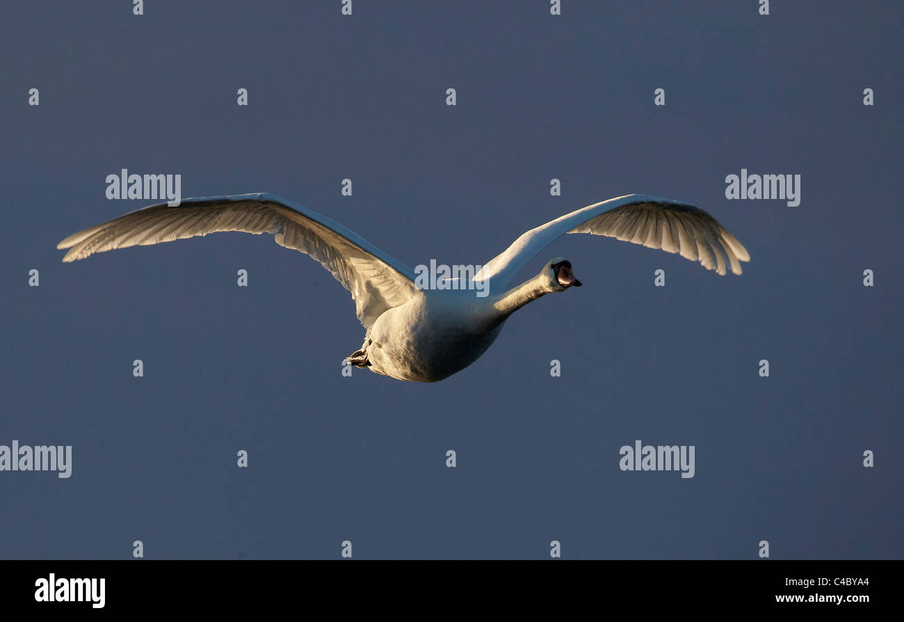 Mute Swan (Cygnus olor), les adultes en vol Banque D'Images