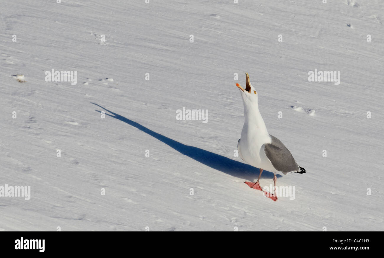 Goéland argenté (Larus argentatus), des profils comité permanent sur la neige lors de l'appel. Banque D'Images