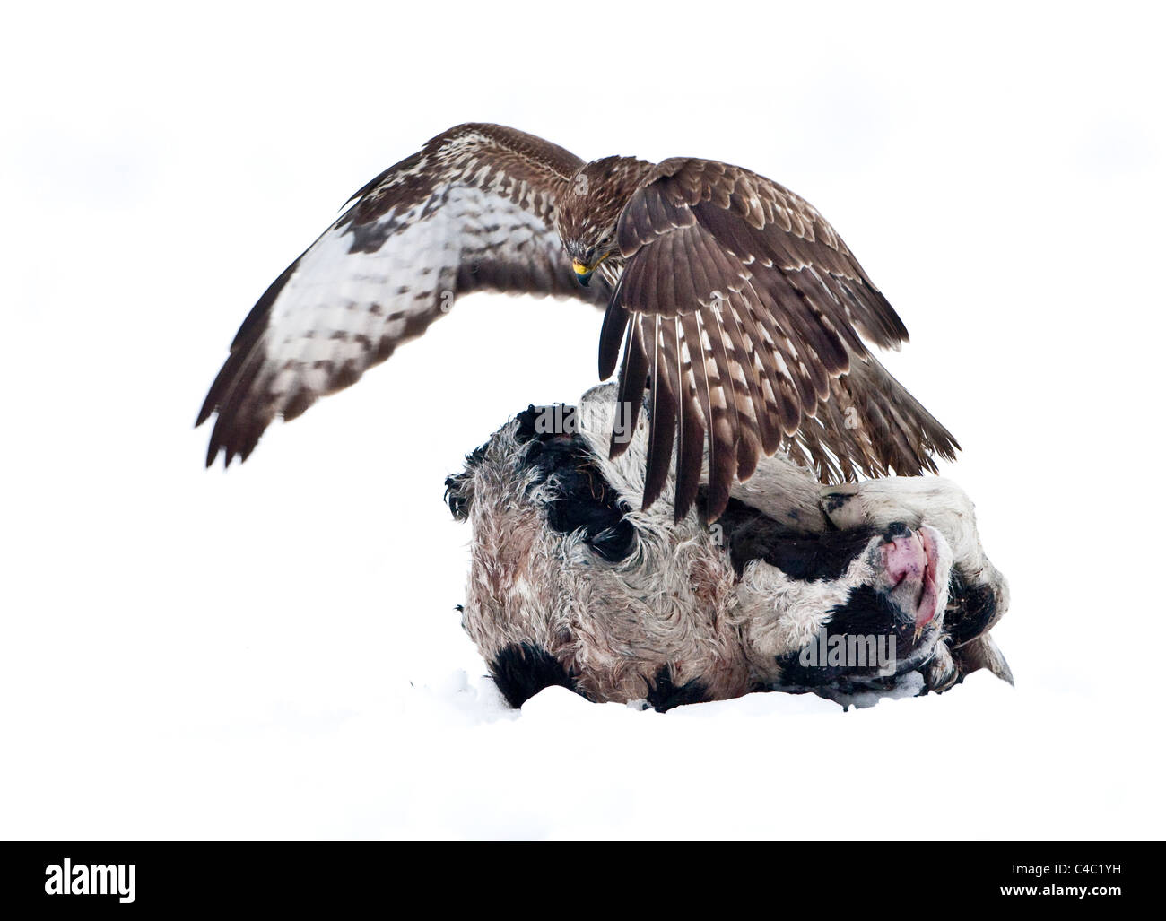 Buse variable (Buteo buteo) lambrequins d'un enfant mort-veau dans white out Banque D'Images
