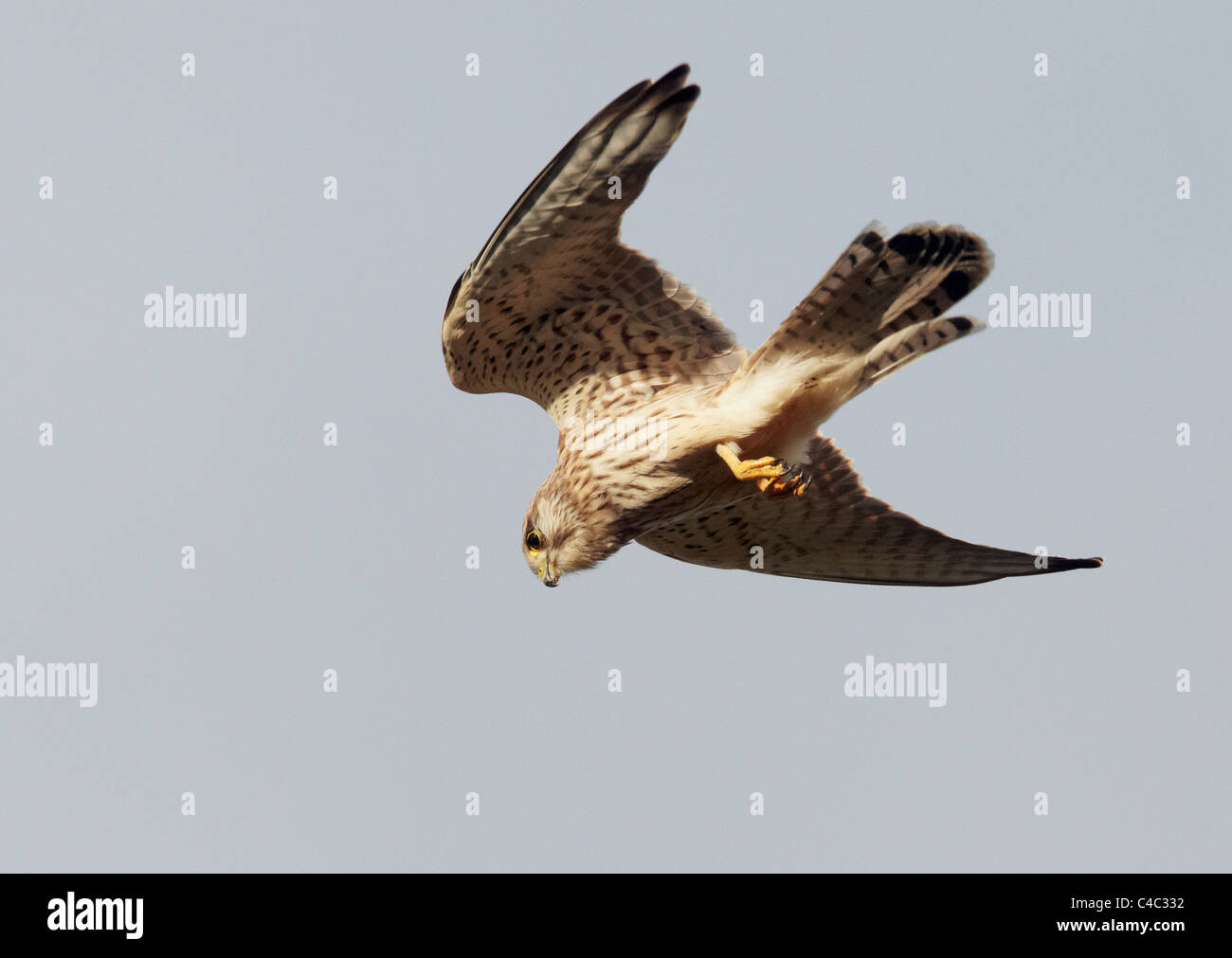 Faucon crécerelle (Falco tinnunculus) bondissant sur sa proie. Banque D'Images