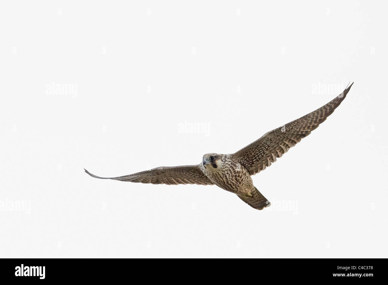Le faucon pèlerin (Falco peregrinus), juvénile en vol. Banque D'Images