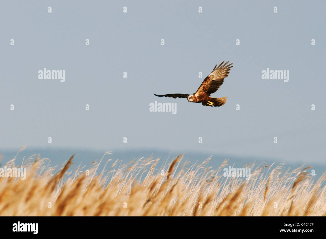 Western busard des roseaux (Circus aeruginosus), et à l'approche féminine nest, à l'île de Sheppey, Kent, Angleterre, juin. Banque D'Images
