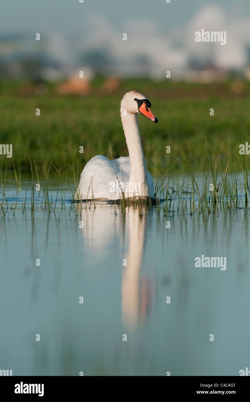 Mute Swan (Cygnus olor), natation adultes, de l'industrie derrière, les marais nord du Kent, Kent, Angleterre, Mai Banque D'Images