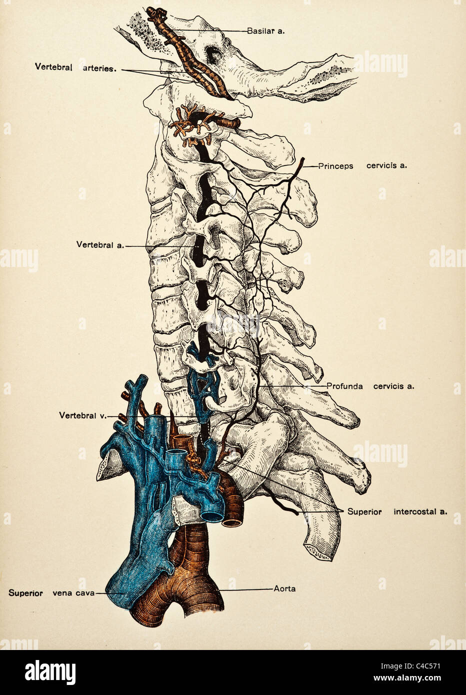 Illustration des droits de l'auteur 1904 artères du cou Banque D'Images