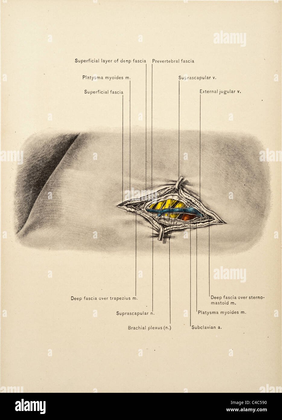 Illustration des droits de l'auteur 1904 artères du cou Banque D'Images