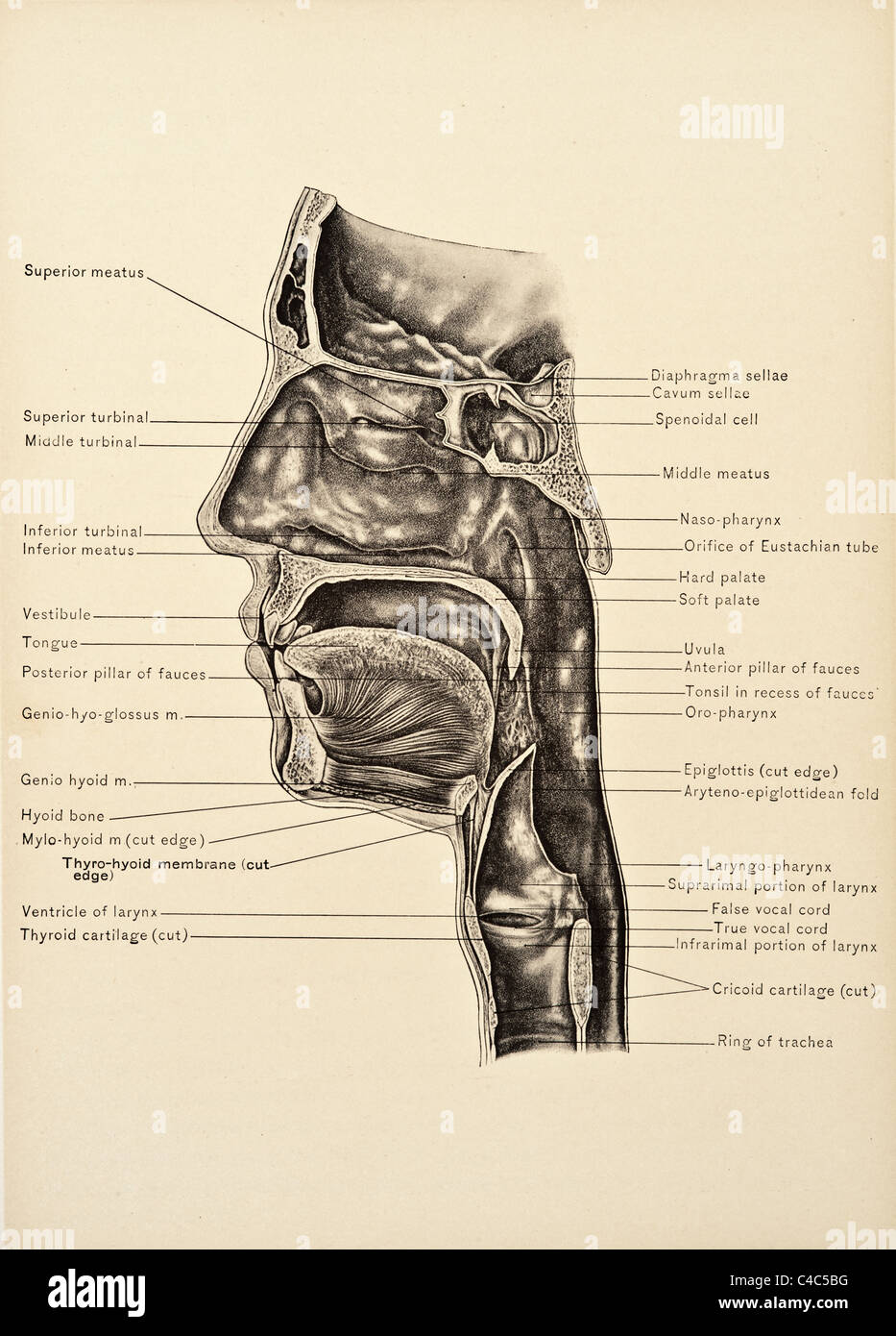 Illustration du nez humain copyright 1904 Banque D'Images