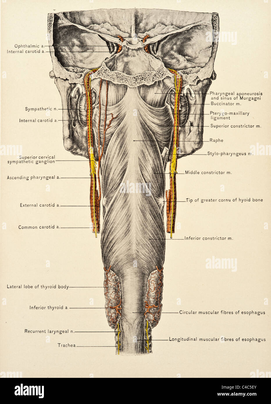 Illustration médicale antique d'un cou, vers 1904 Banque D'Images