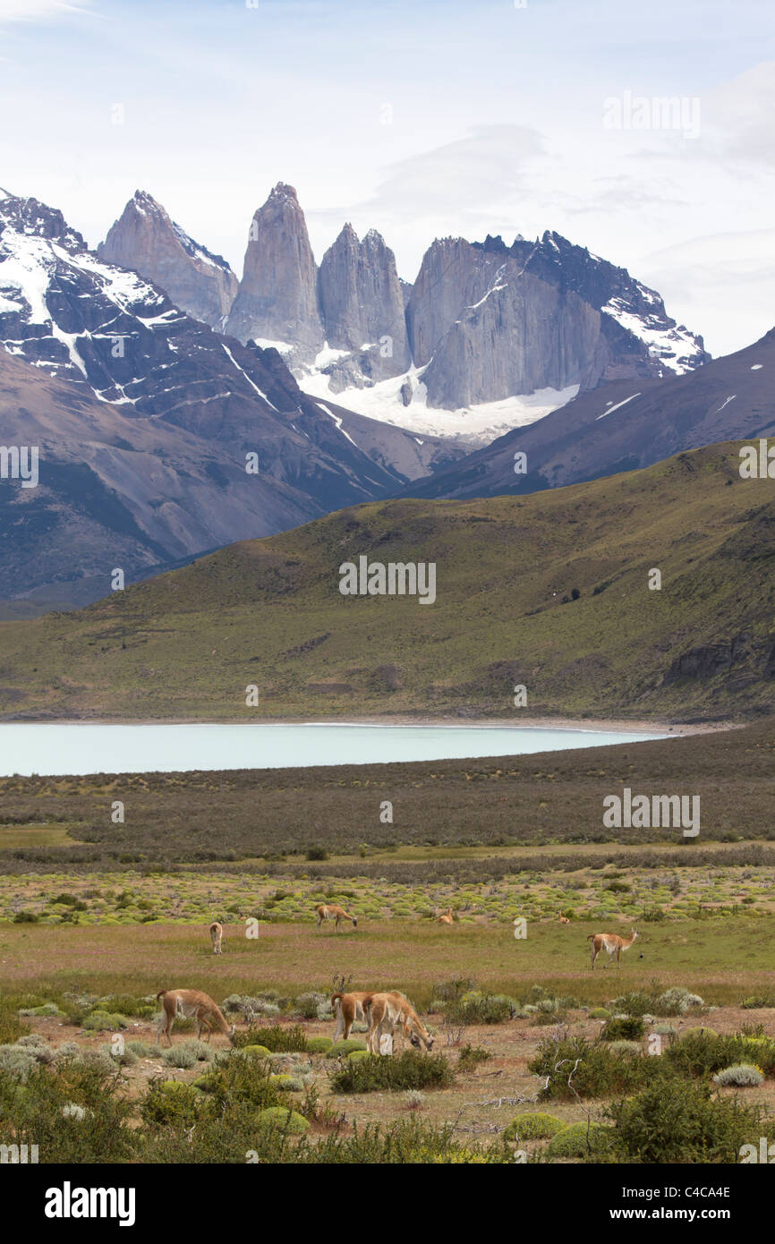 Guanacos, Parc National Torres del Paine, Chili Banque D'Images