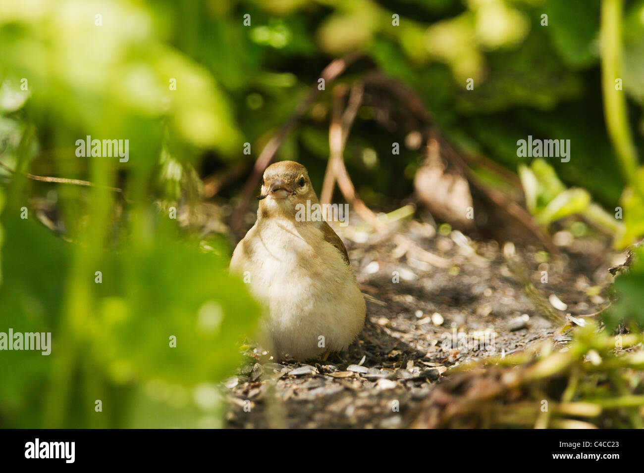 Chaffinch femelle graines alimentaires trouvés sur le terrain. Banque D'Images