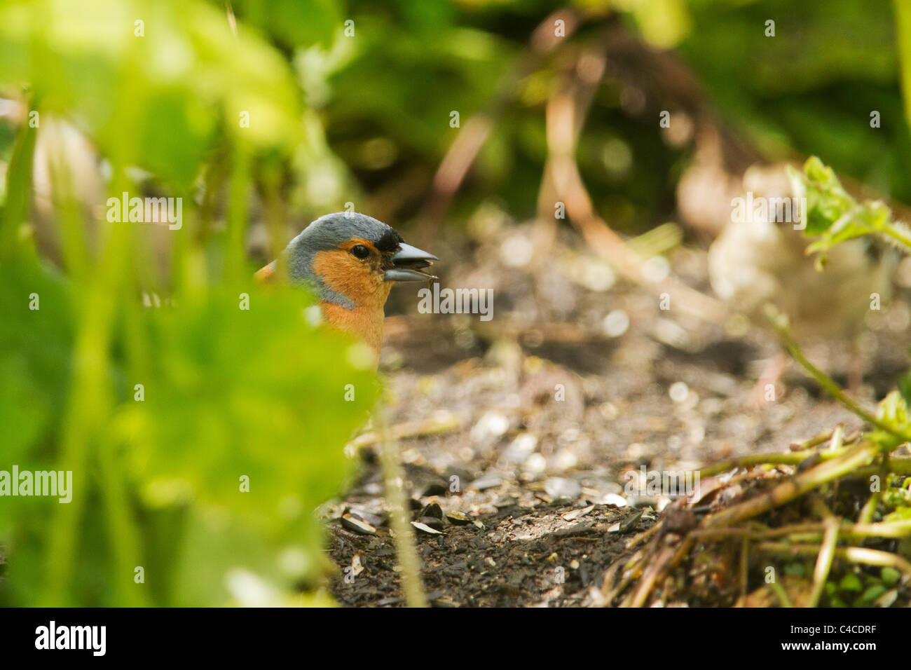 Chaffinch mâle graines alimentaires trouvés sur le terrain. Banque D'Images