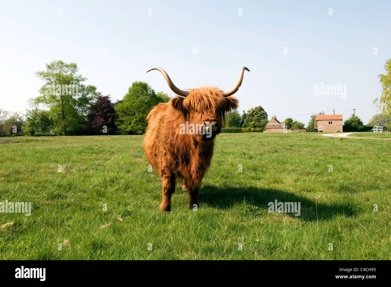 Vache poilue vaches Highland cattle laineux shaggy longue corne cornes bulls steer steer paître sur les terres de pâturage Banque D'Images