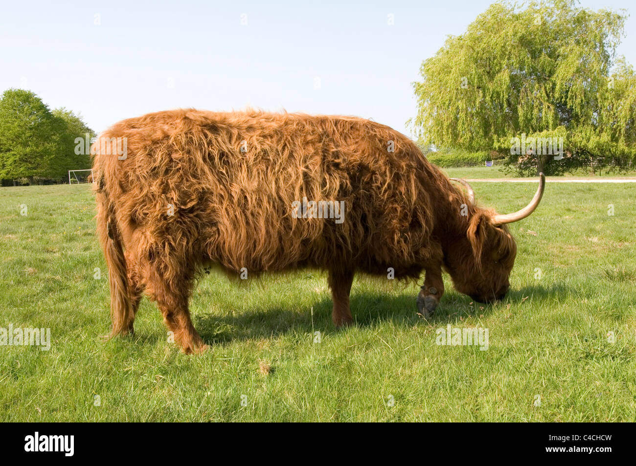 Vache poilue vaches Highland cattle laineux shaggy longue corne cornes bulls steer steer paître sur les terres de pâturage Banque D'Images