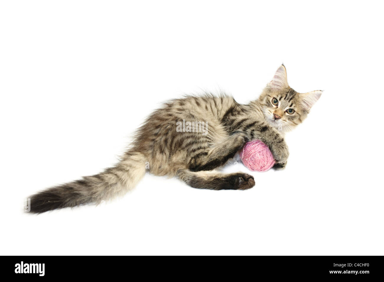 Chaton jouant avec la laine rose ball against white background Banque D'Images