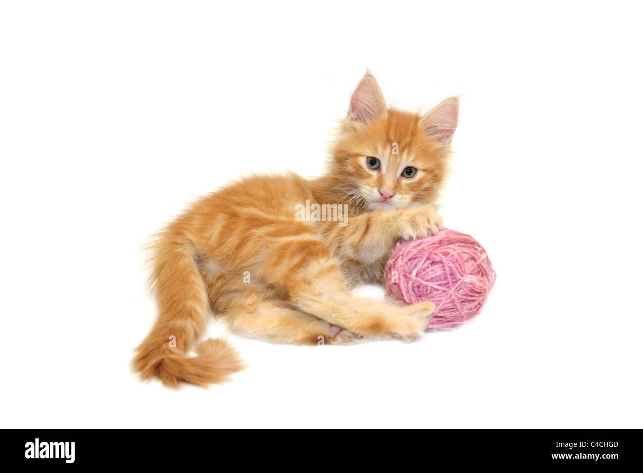 Cute kitten rouge avec la laine rose ball against white background Banque D'Images