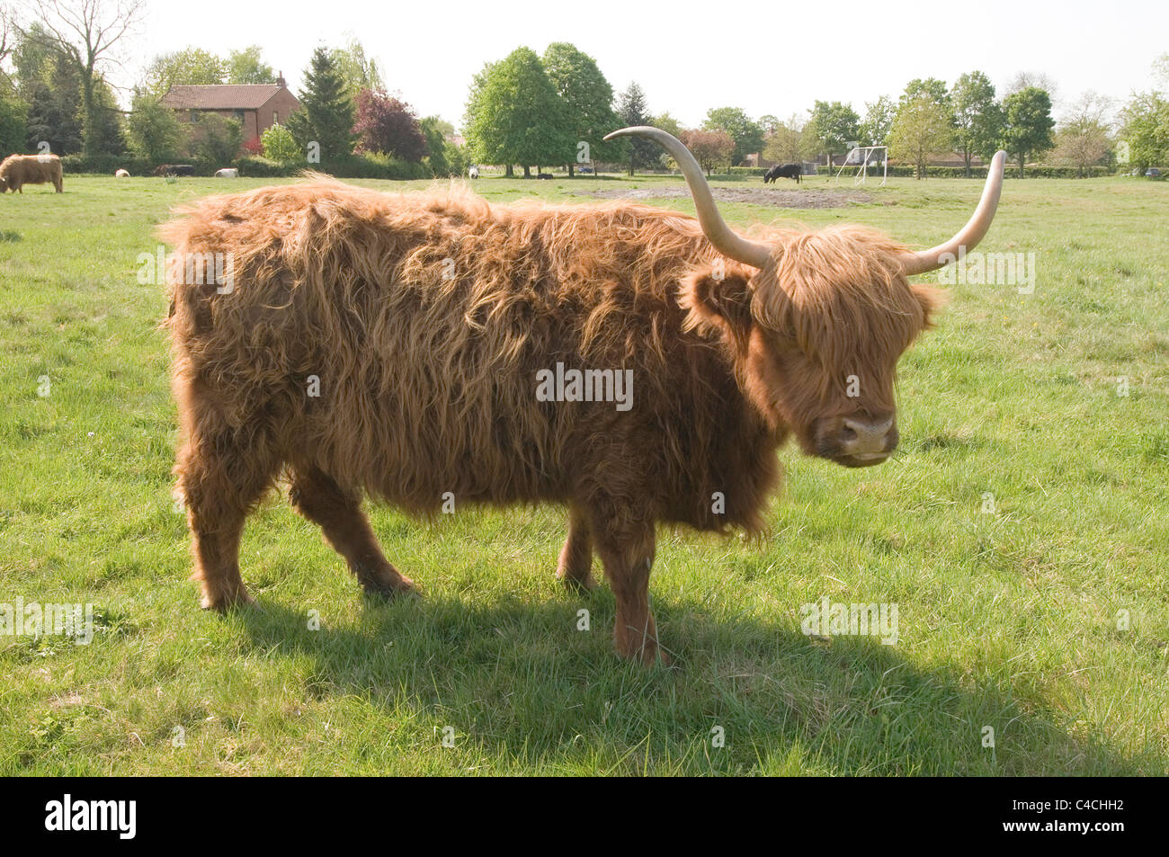 Vache poilue vaches Highland cattle laineux shaggy longue corne cornes bulls steer steer paître sur les terres de pâturage Banque D'Images