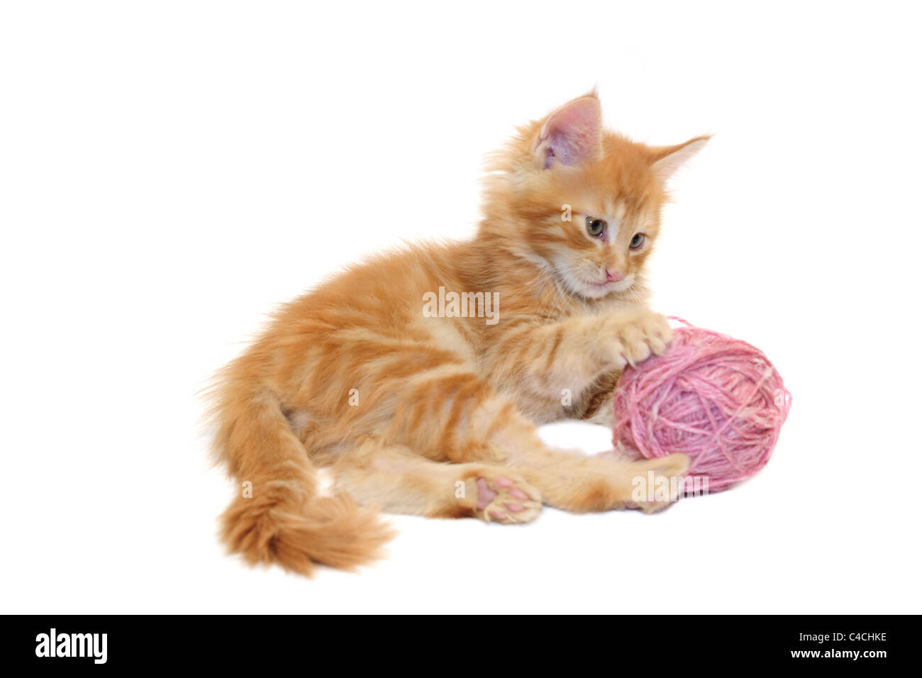 Chaton jouant avec la laine rose ball against white background Banque D'Images