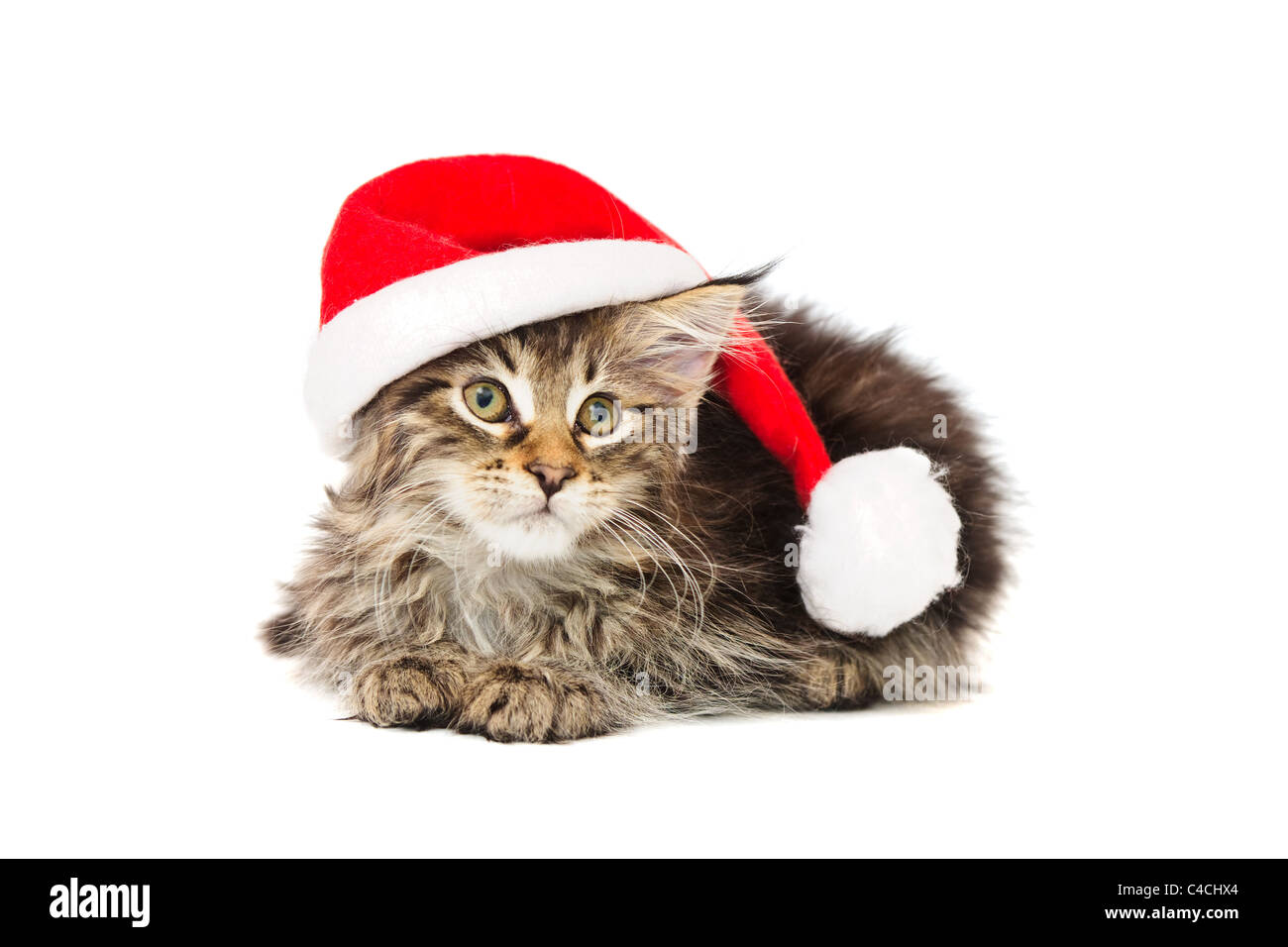 Chaton dans red hat against white background Banque D'Images
