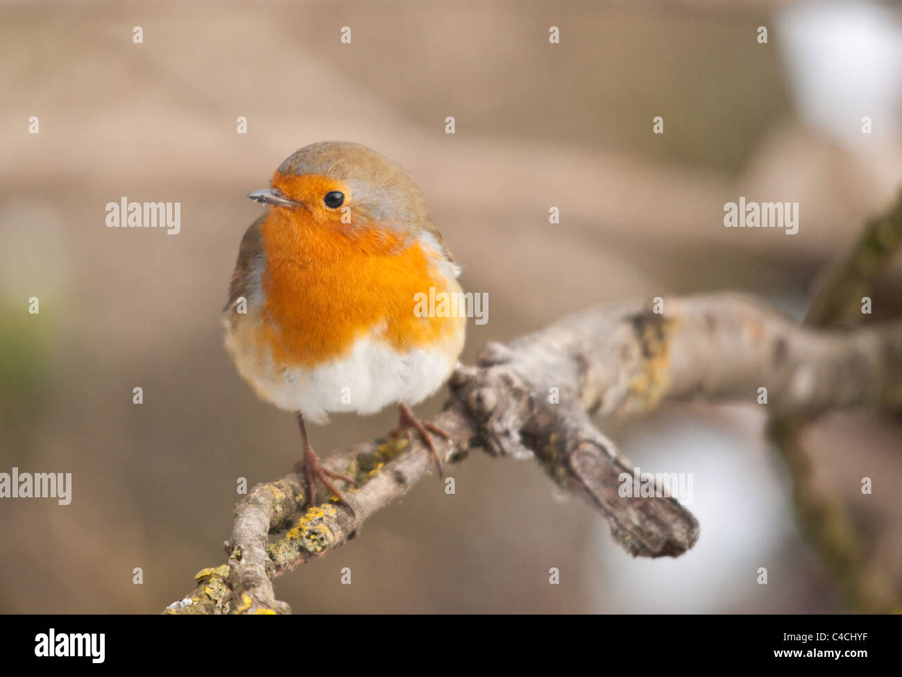 Un projectile de corps complet horizontal d'un British Robin (Erithacus rubecula aux abords) perché sur une branche avec la tête tournée sur le côté Banque D'Images Un projectile de corps complet horizontal d'un British Robin (Erithacus rubecula aux abords) perché sur une branche avec la tête tournée sur le côté Banque D'Images
