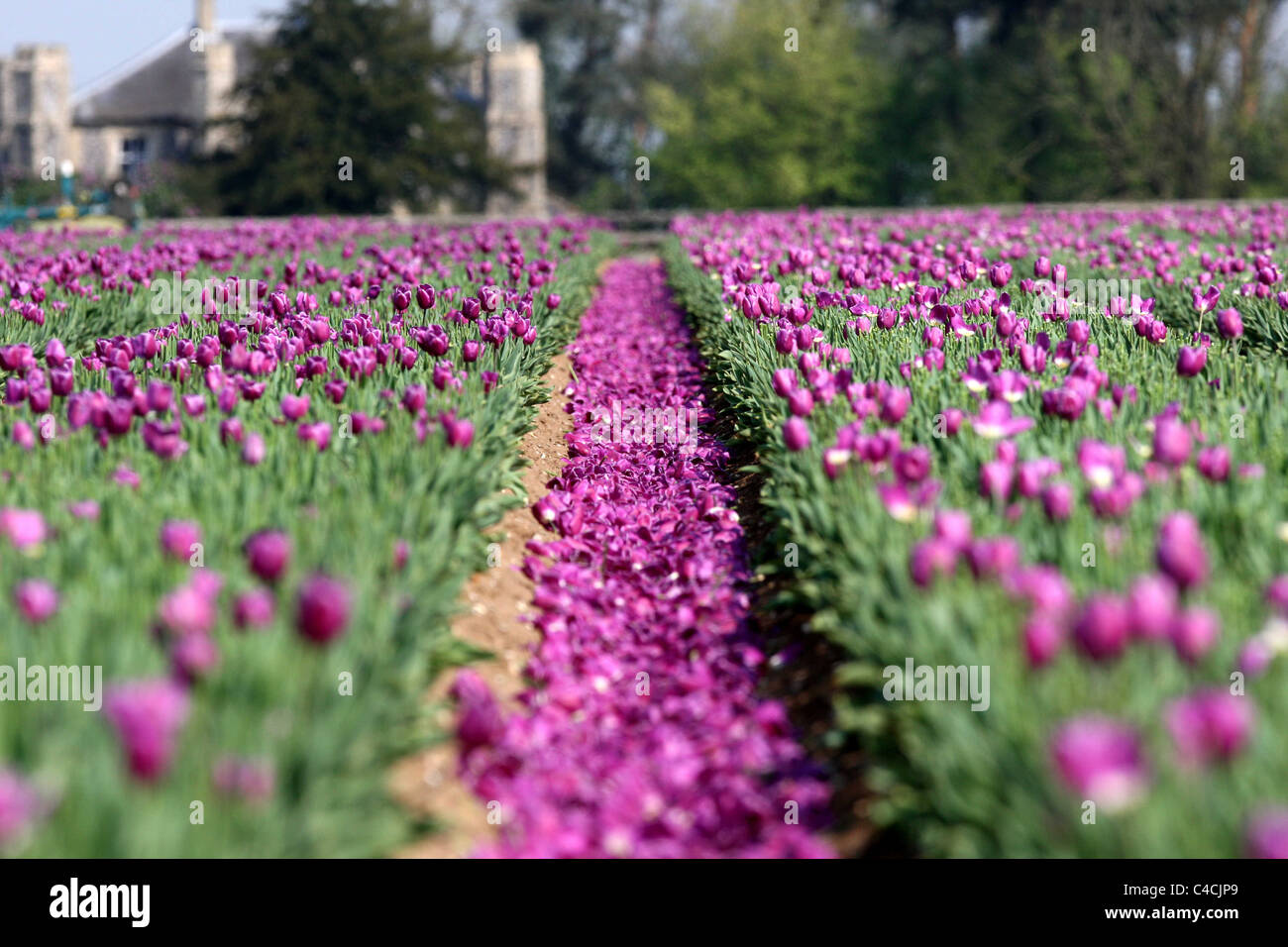 La dernière des 20 millions de tulipes étant 'tête' DANS LE CHAMP DE TULIPES PRÈS DE NARBOROUGH, NORFOLK. Banque D'Images
