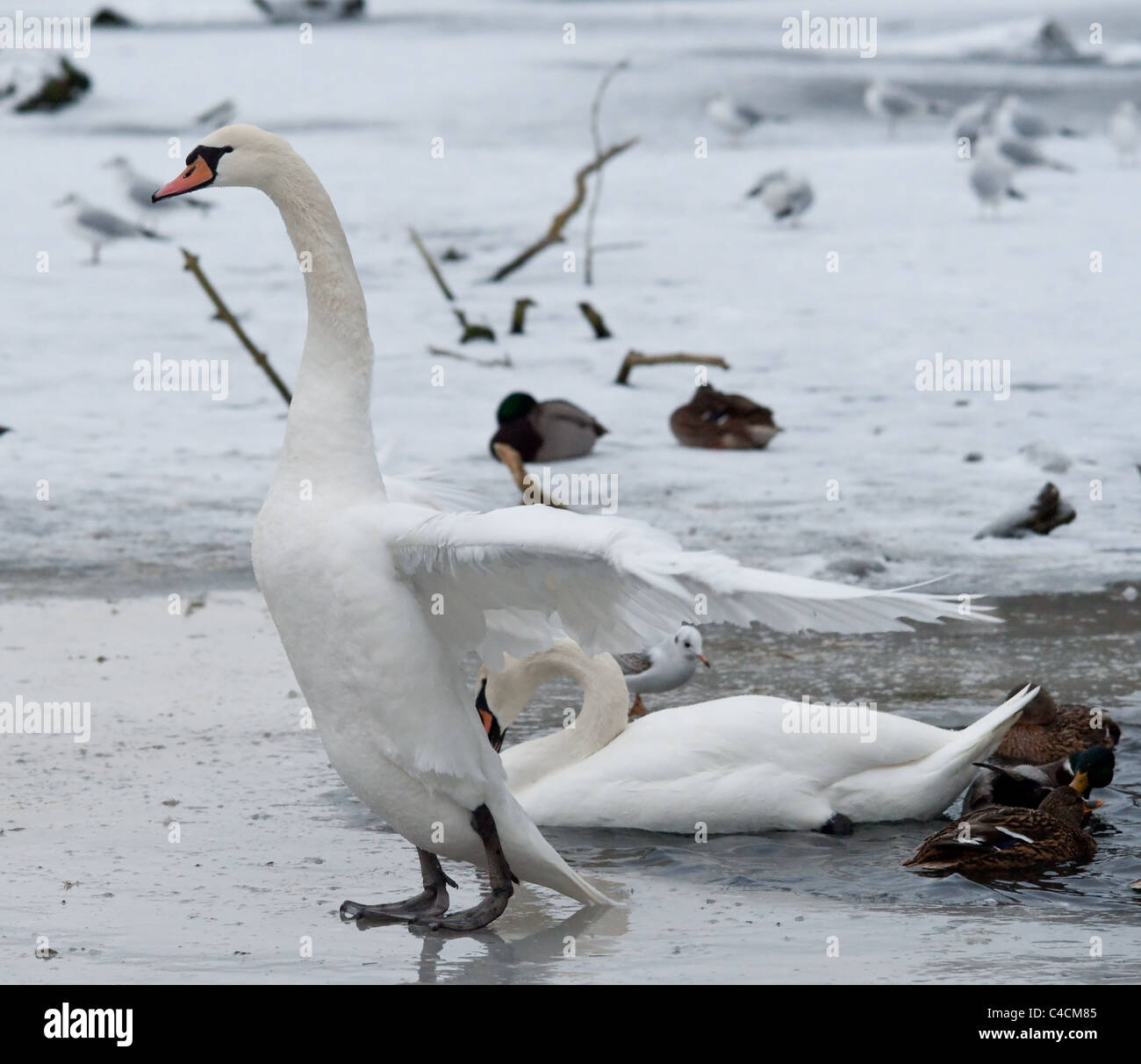 Square shot d'un cygne muet avec les ailes étendues, debout sur la glace. Banque D'Images