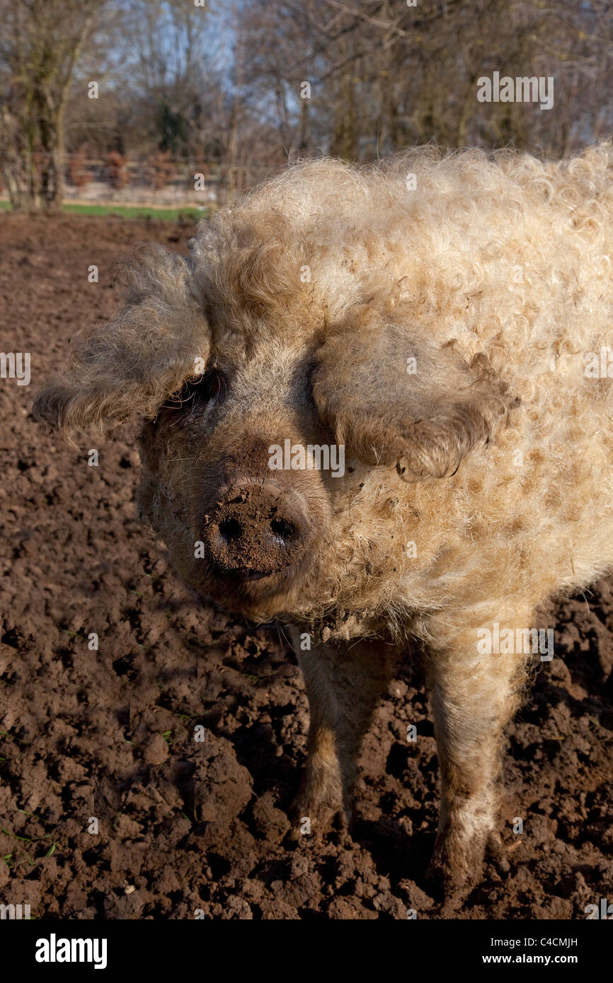 Porc aux cheveux laineux Mangalitza hongrois Banque D'Images