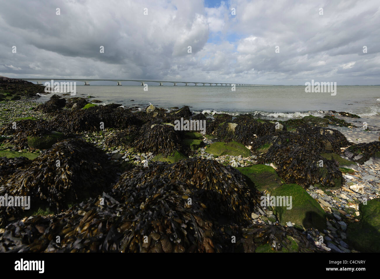 Des algues sur les rochers d'une digue en Noord Beveland, vu à marée basse. 225 pont sur l'arrière-plan. Zélande, Pays-Bas. Banque D'Images