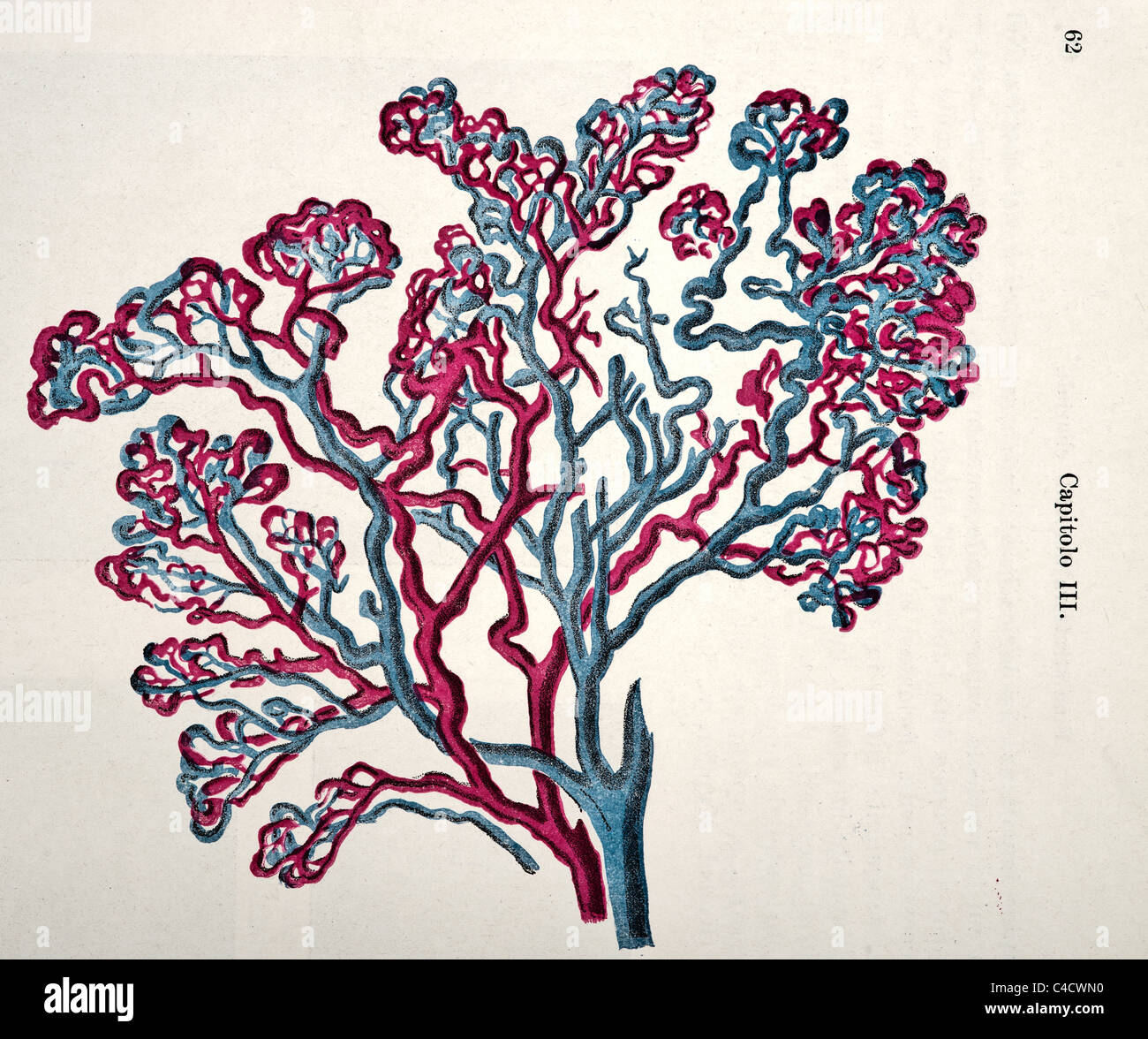 Trattato Completo di Ostetricia par Ernesto Boum copyright 1905 Banque D'Images