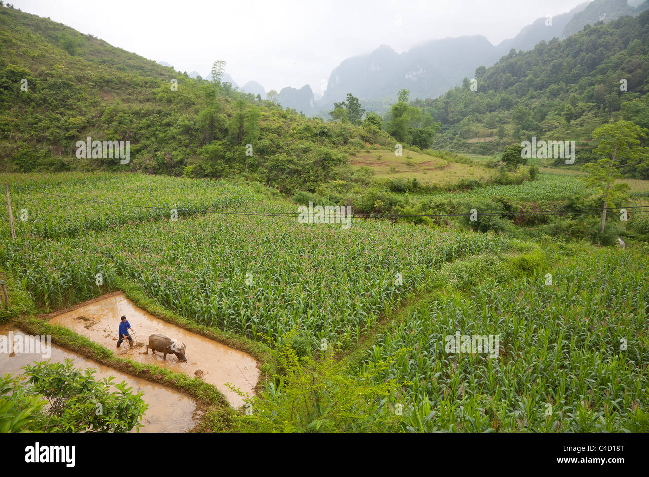 Agriculteur labourant son vietnamien à l'aide d'un champ padi le buffle d'eau, probablement en augmentation du maïs maïs finalement Banque D'Images