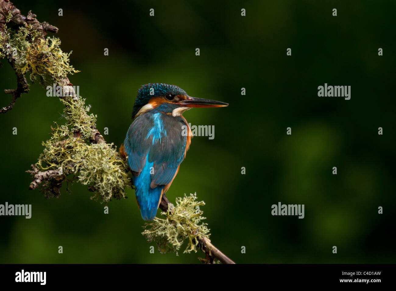 Kingfisher Alcedo atthis, assis sur une branche Banque D'Images