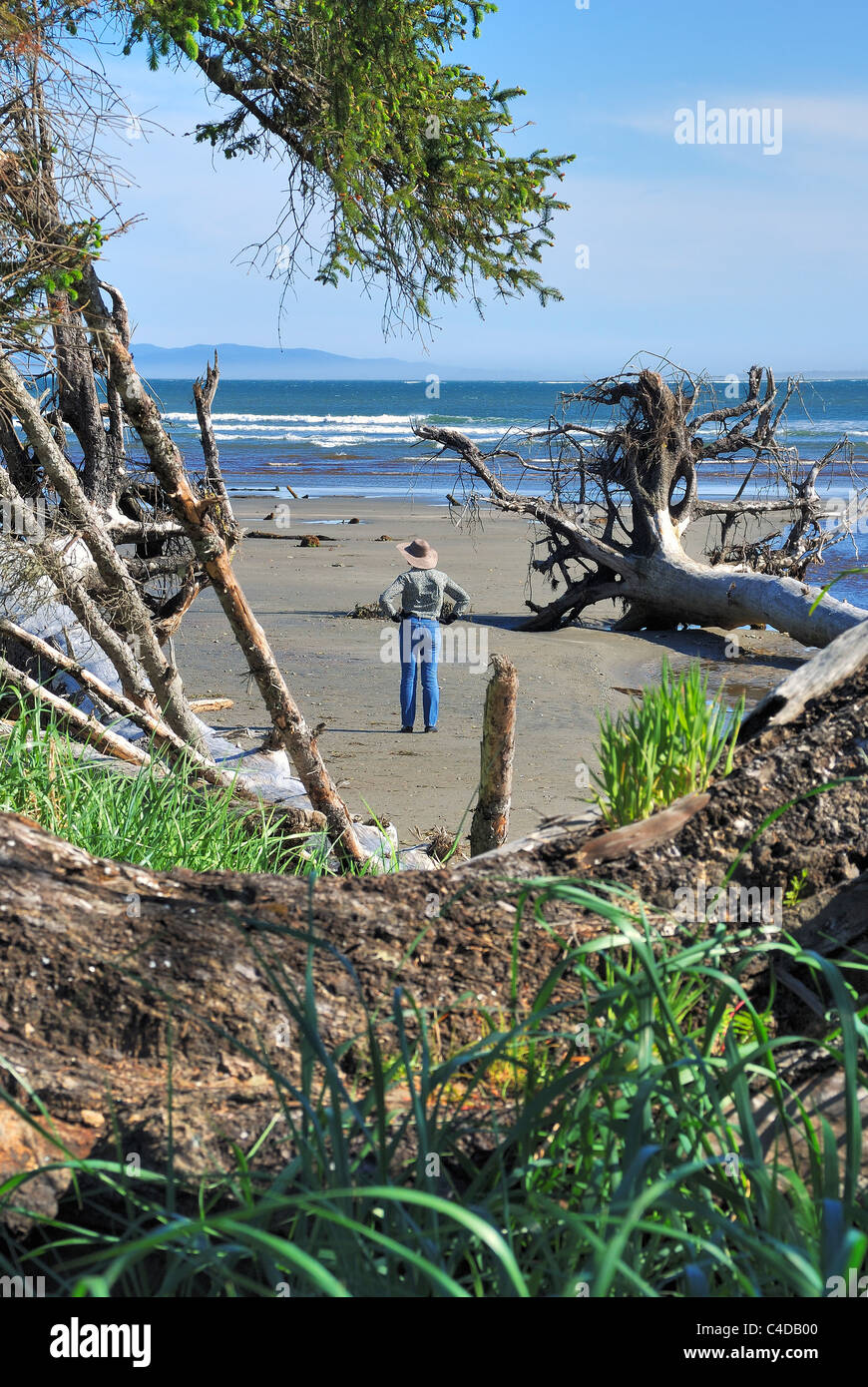 Femme se situe à Washaway Plage à Grayland, Washington State, et observe la dévastation de l'érosion des plages. Banque D'Images