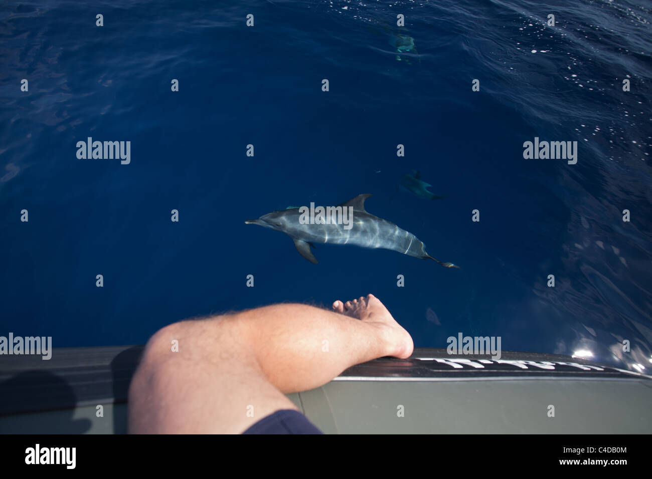 Un dauphin tacheté de l'Atlantique (Stenella frontalis) montres un homme avec sa jambe se balançant sur un bateau, au large de l'île de Pico, Açores Banque D'Images