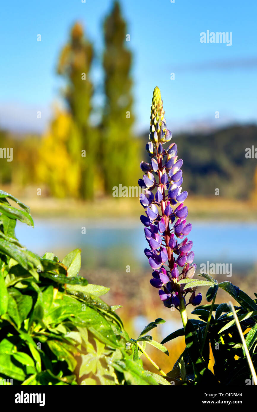 Lupins doux sur les rives de Lake Tekapo, Nouvelle-Zélande Banque D'Images