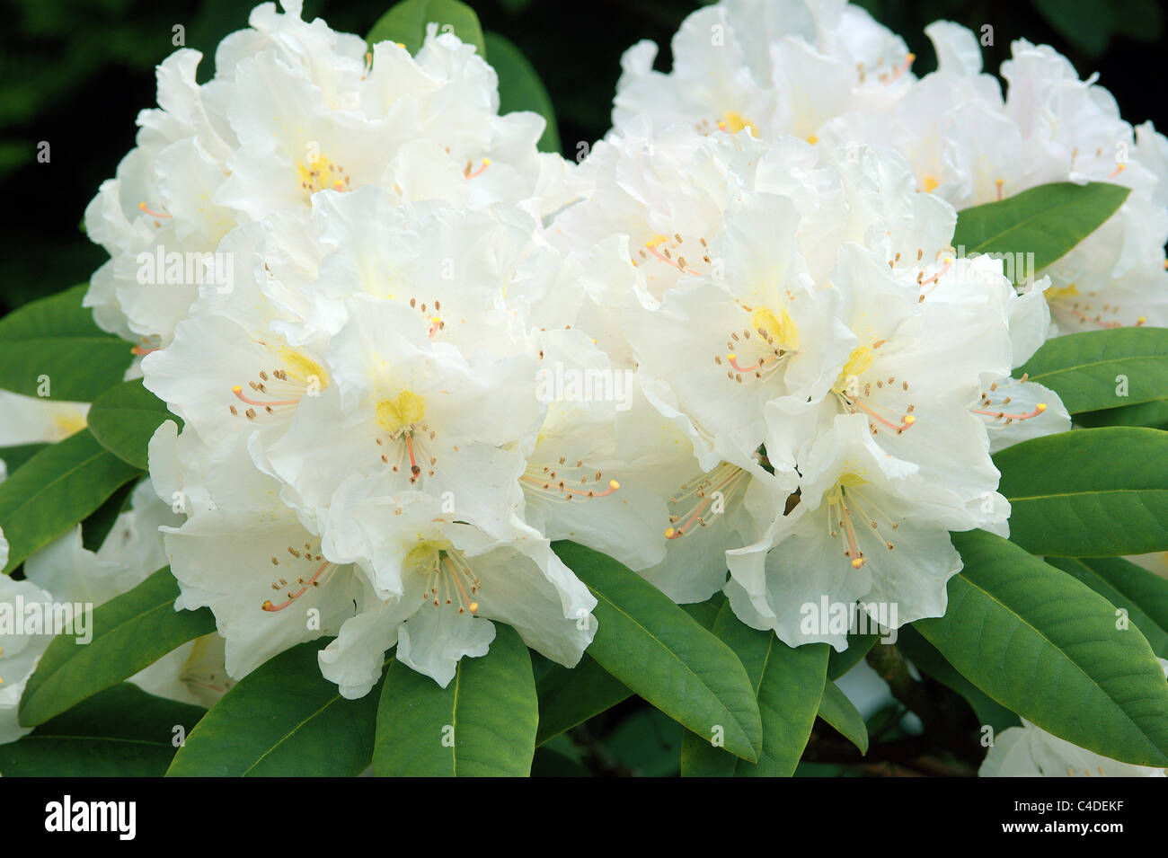 Fleur rhododendron blanc Banque D'Images