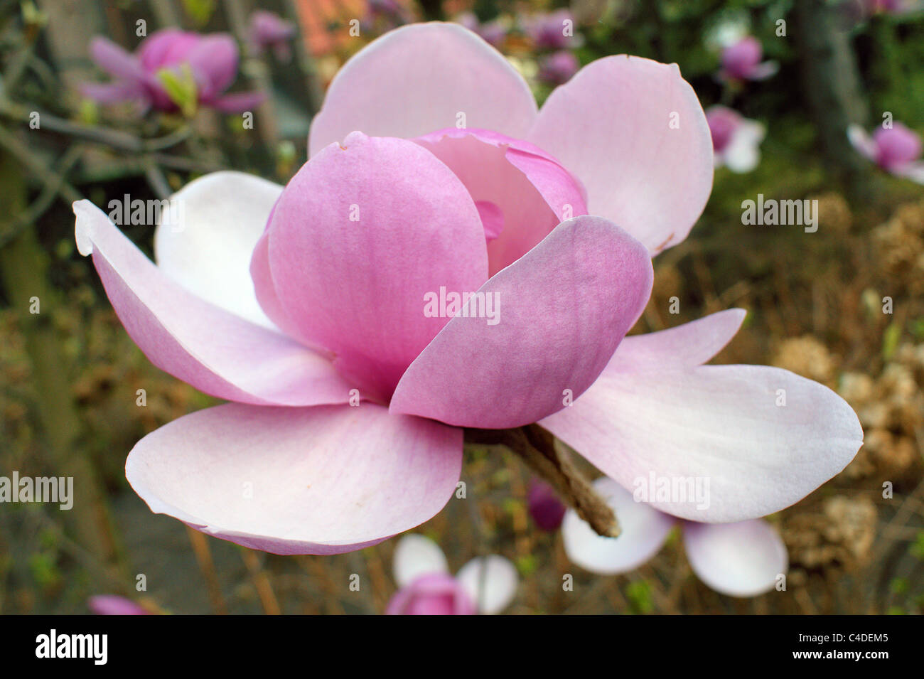 Fleur de magnolia rose close up Magnolia grandiflora Banque D'Images