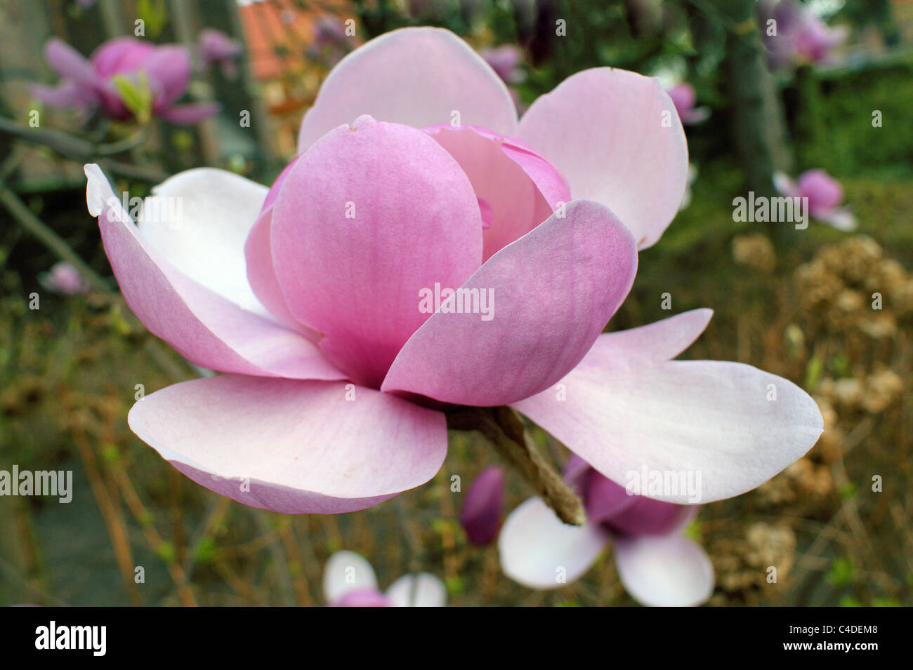 Fleur de magnolia rose close up Magnolia grandiflora Banque D'Images