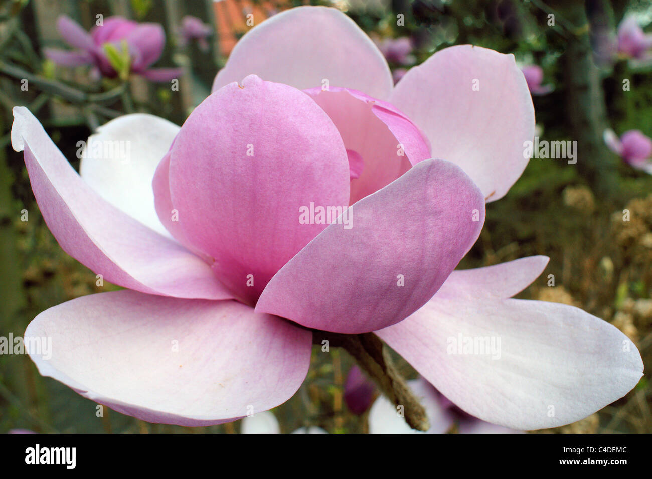 Fleur de magnolia rose close up Magnolia grandiflora Banque D'Images