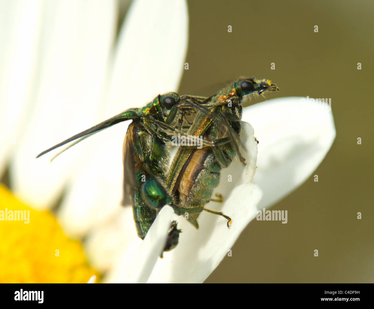 D'épaisseur de fleurs à pattes d'insectes (Oedemera nobilis), France Banque D'Images