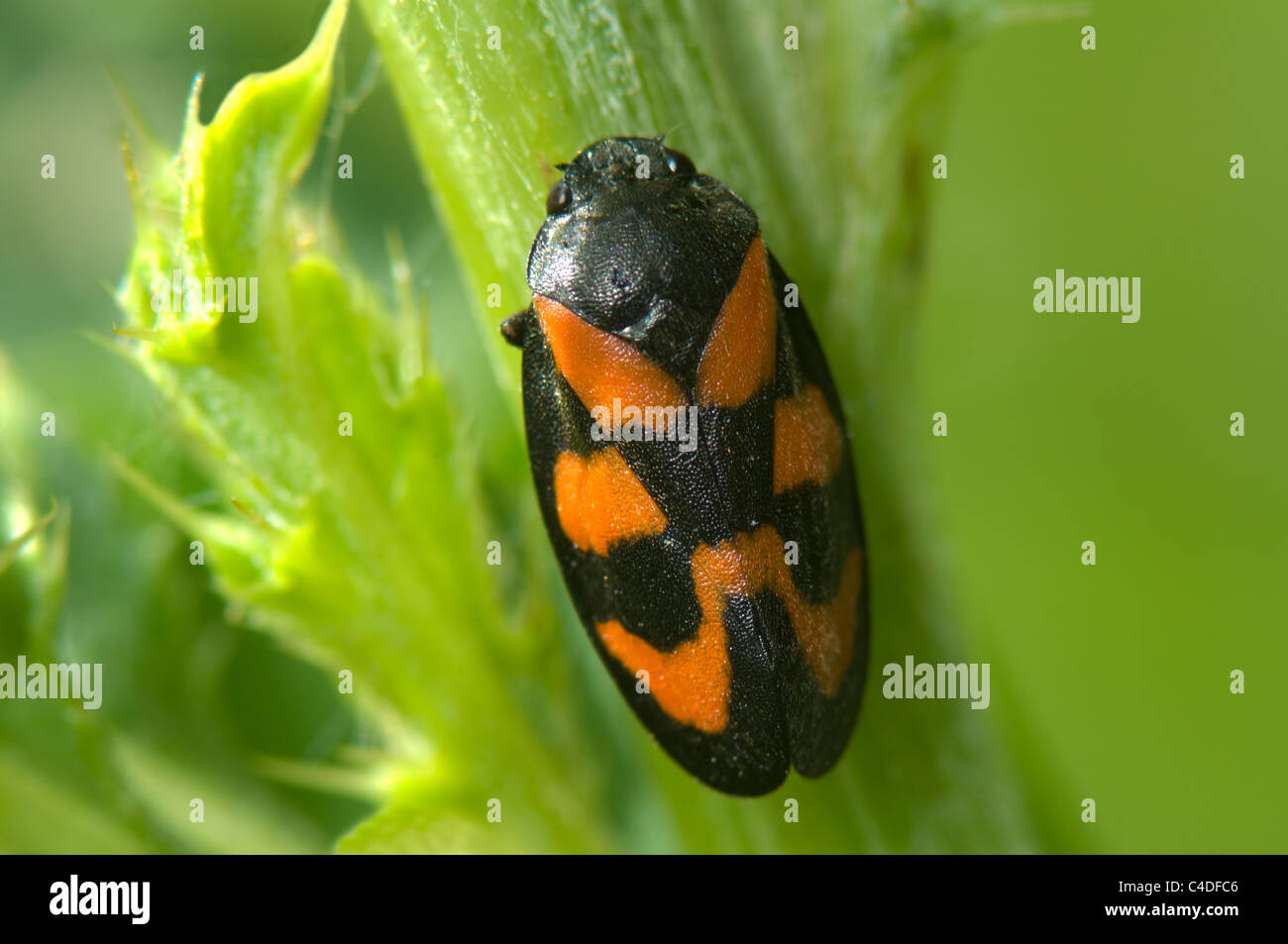 (Froghopper Cercopis vulnerata), France Banque D'Images