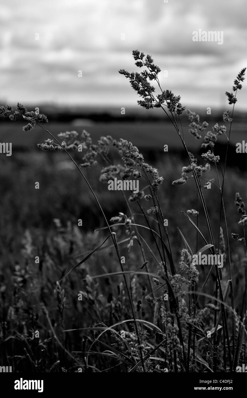 Long en français du champ d'herbe sauvage sur un jour nuageux Banque D'Images