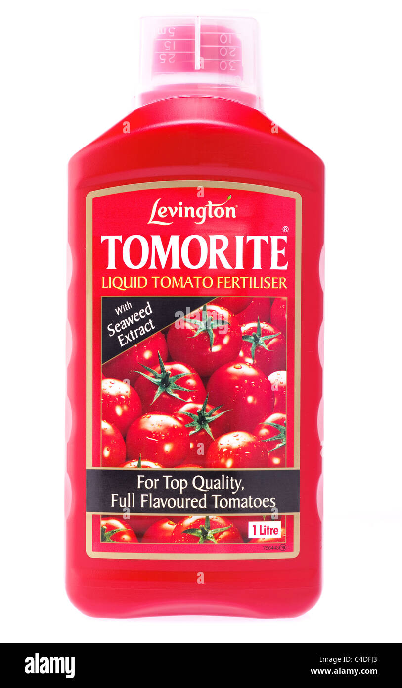 Bouteille de 1 litre de liquide engrais tomate Levington Tomorite Banque D'Images