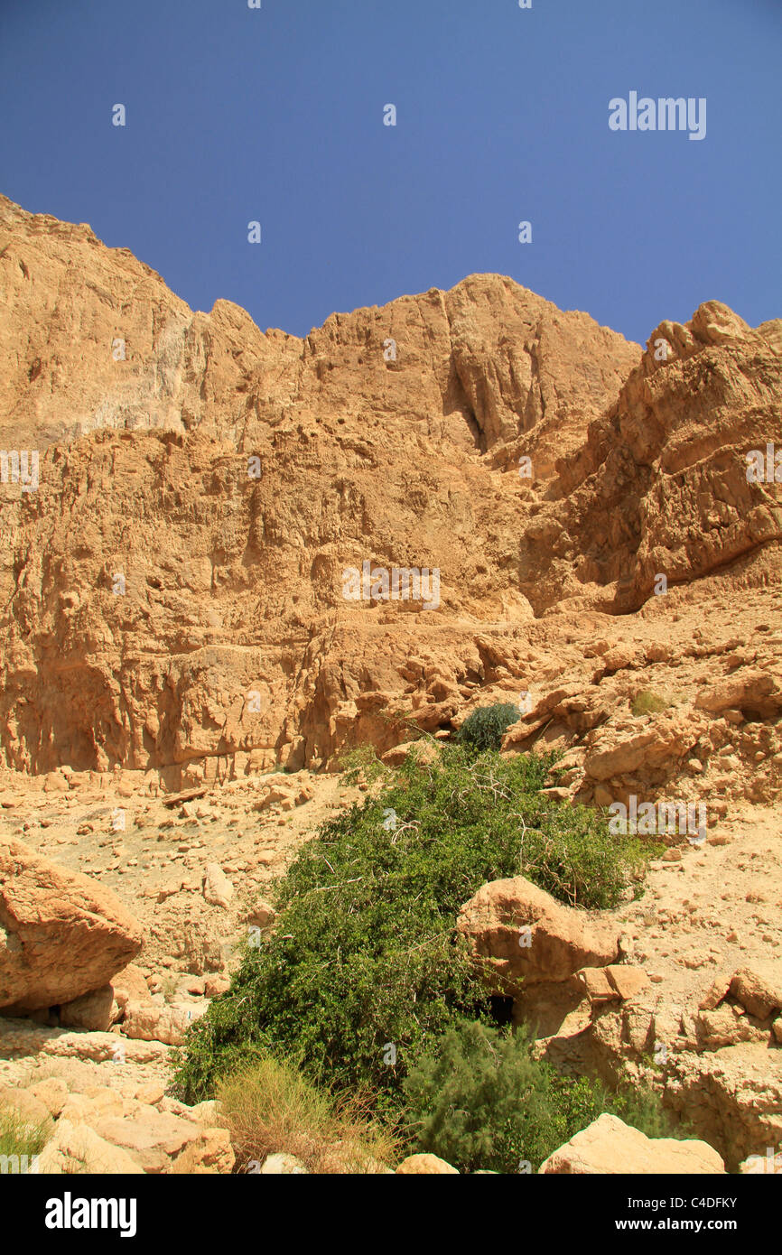 La vallée de la Mer Morte, Salvadora Persica Tree (arbre brosse à dents, la moutarde arbre) dans Nahal el cura Banque D'Images