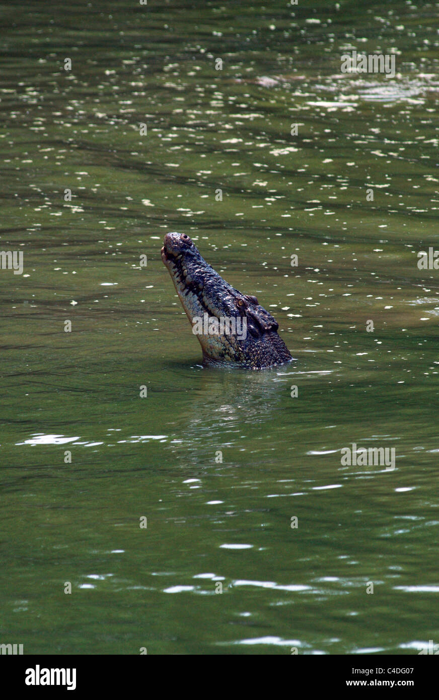 Crocodile estuarien,tête de l'eau Bornéo Banque D'Images