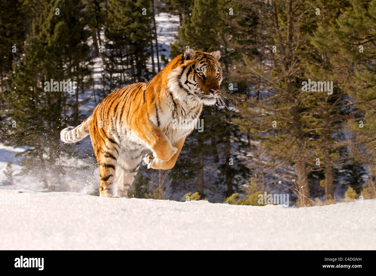 Tigre de Sibérie, Panthera tigris Altaica tournant dans la neige Banque D'Images