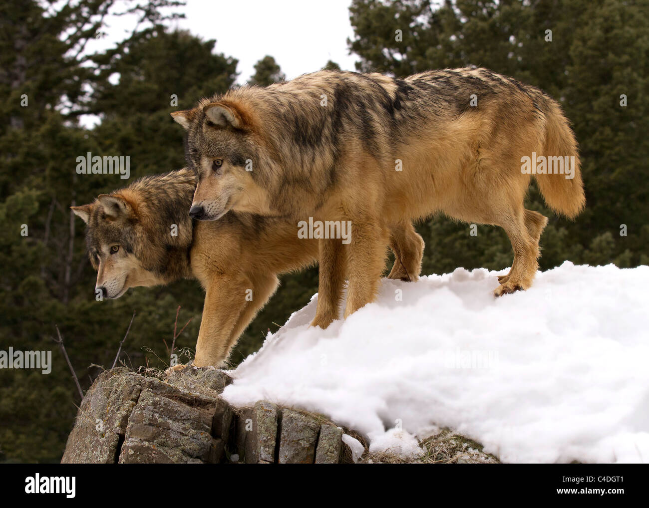 Le loup gris Canis lupus, fixant sur la barre rocheuse Banque D'Images