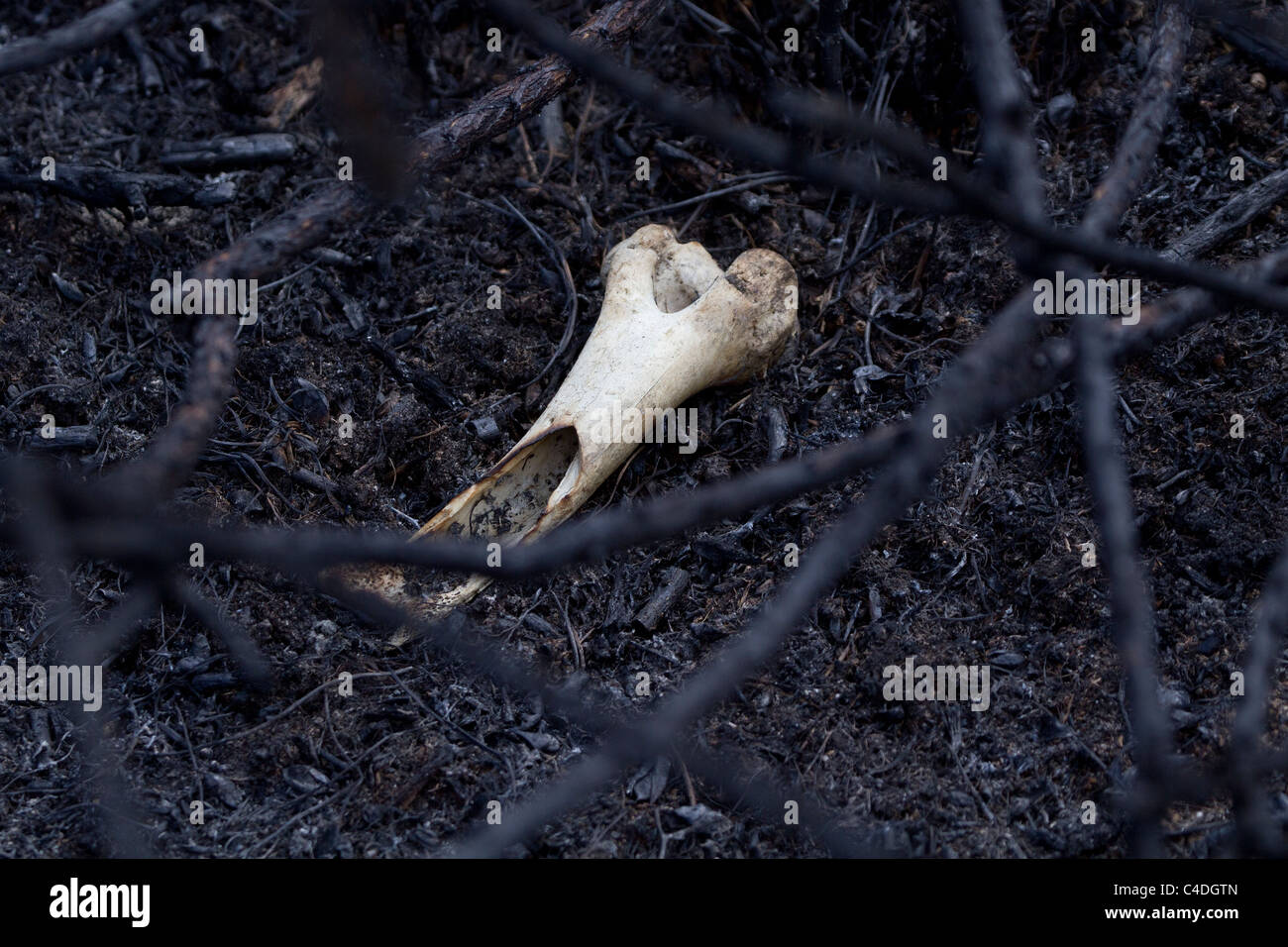 Suite de l'Upton Heath incendie. Poole, Dorset, UK. Banque D'Images