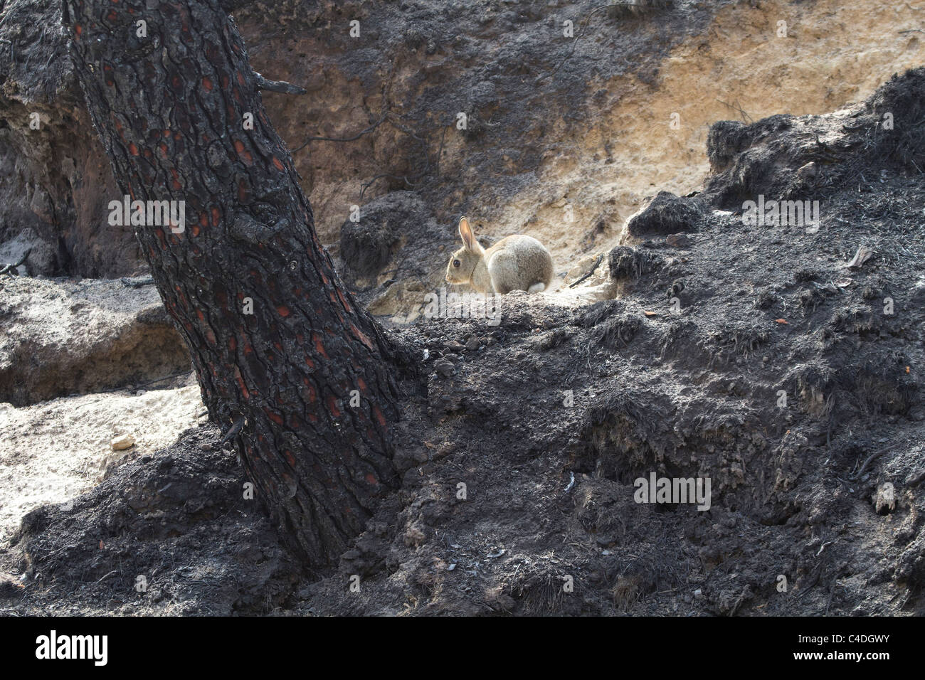 Suite de l'Upton Heath incendie. Poole, Dorset, UK. Banque D'Images